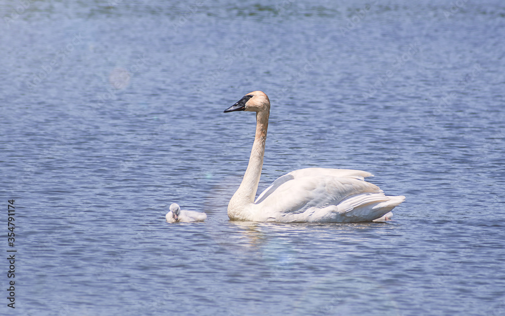 Baby Swans and Parents are Swimming on Lake at summer time
