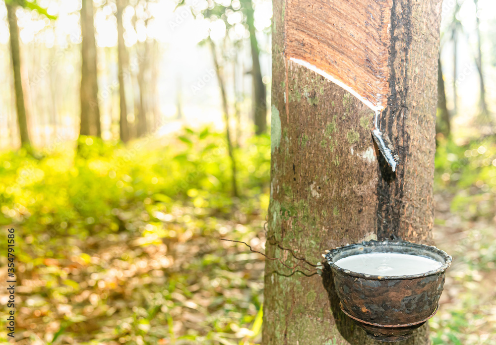 Fototapeta premium Rubber latex of rubber tree in plastic pot. Commodity, agriculture / hevea brasiliensis rubber tref