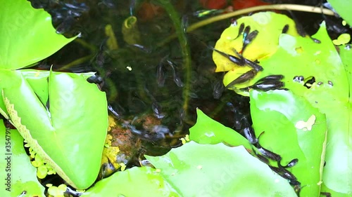 guppies fish focus swinmming and lily pad on the water surface photo