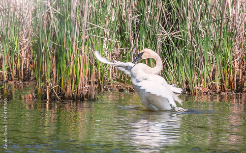 A swan is dancing in water