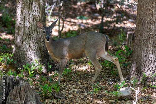 deer in the woods