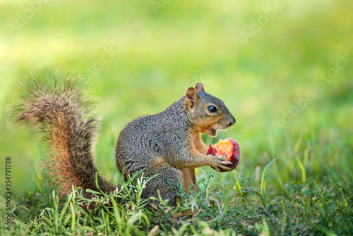 Squirrel (Sciurus niger) mouth open eating peach fruit in the garden. Natural green background with copy space.