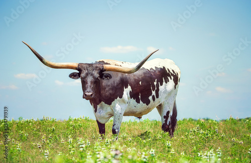 Texas longhorn on the spring pasture. Blue sky background with copy space.