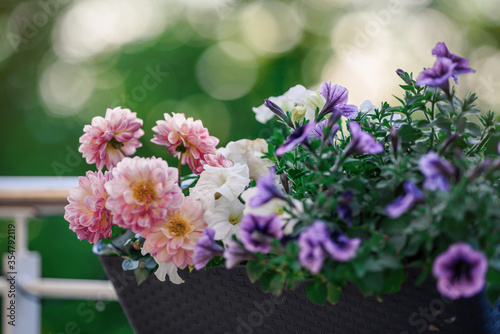 Beautiful Closeup of flower of a growing and climbing spring pea on a balcony in the sun light. Self made by a home gardener.