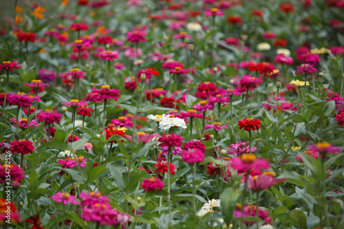 Colorful zinnia flowers in the garden