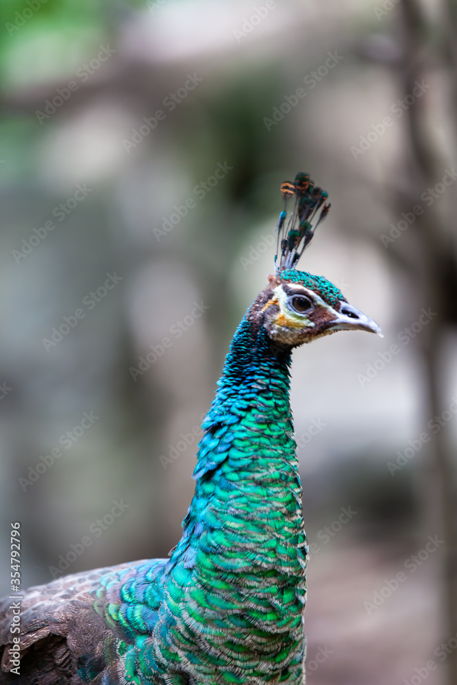 close up faces and feathers on the peacock head. close up faces and feathers on the peacock head.