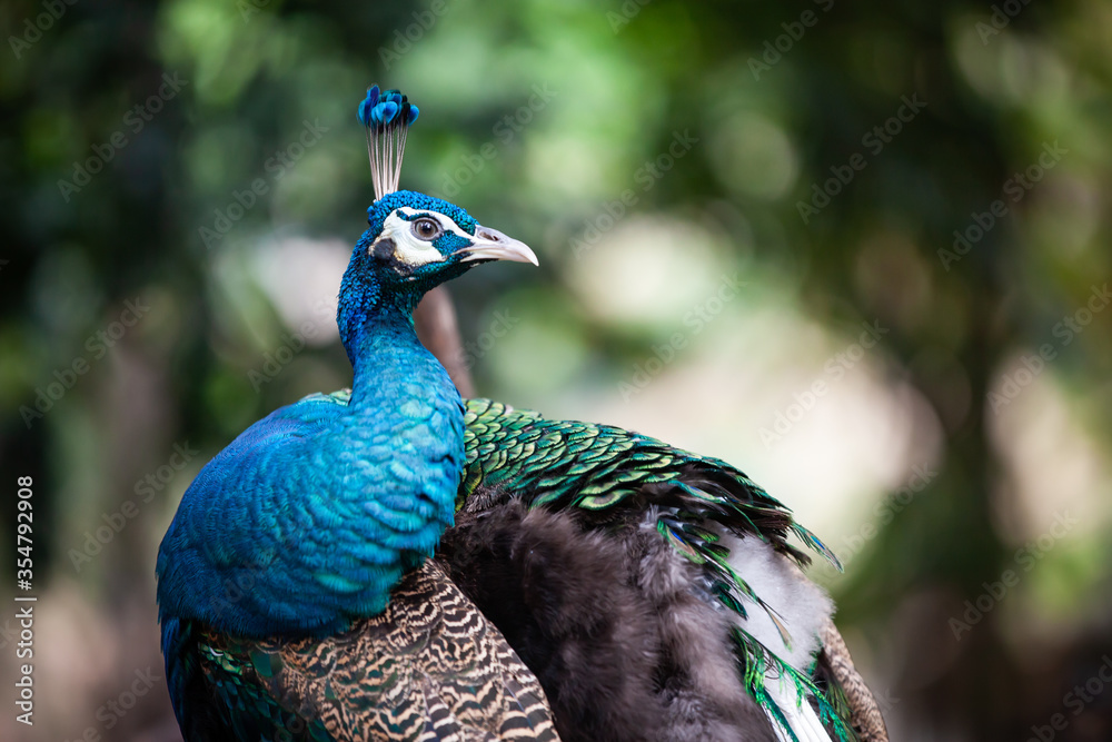 Fototapeta premium close up faces and feathers on the peacock head.