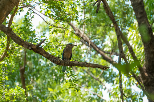 Bird in tree