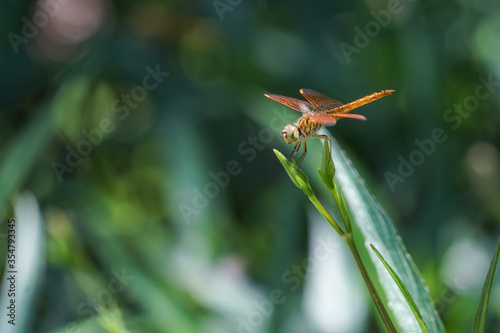 dragonfly on a leaf © Sitak