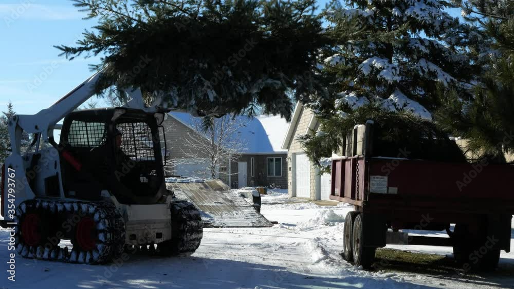 Unloading Branch A man is driving small front loader machine and unloading tree branches ...