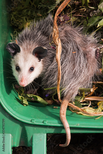 Virginia Opossum Juvenile in Green Waste Bin
