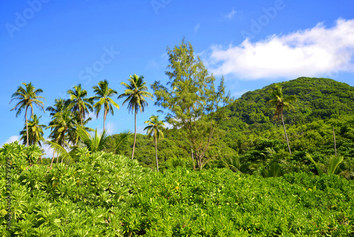 Tropical landscape with coconut palm trees near Petite Anse beach on La Digue island, Indian Ocean, Seychelles.