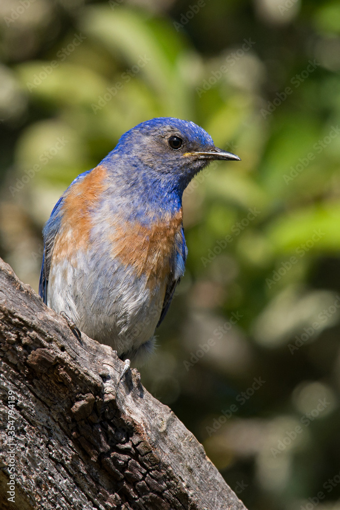 Western Bluebird Male on a Branch Western Bluebird Male on a Branch