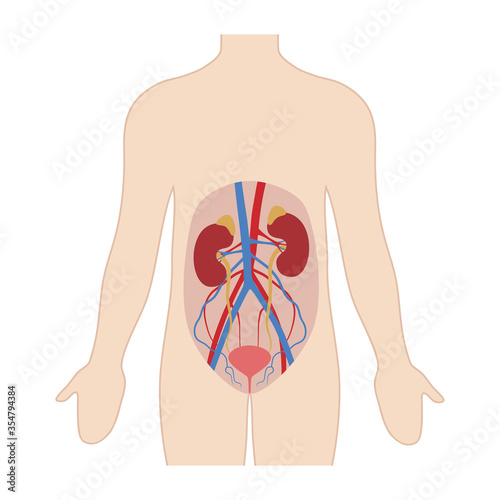 Anatomy of the human urinary system. Vector illustration in flat style isolated on white background.