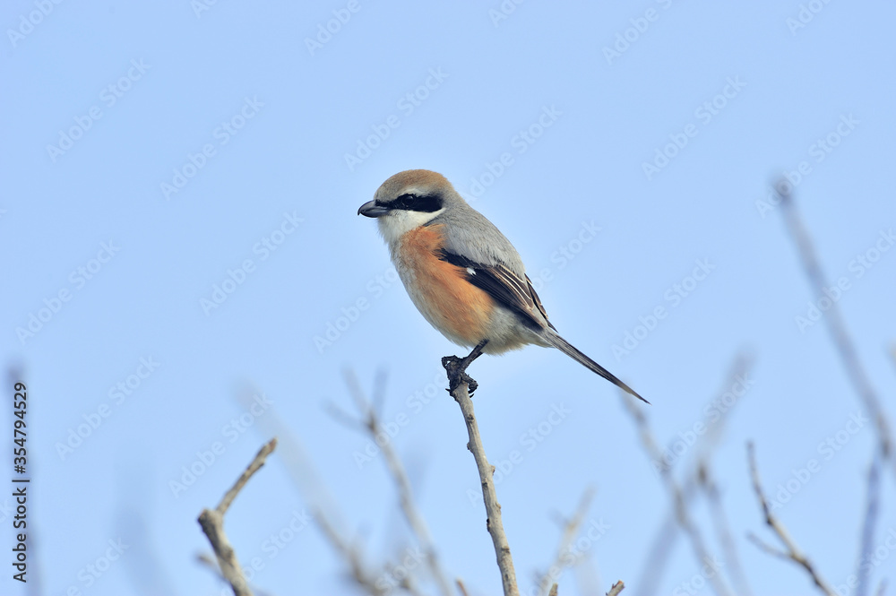 Fototapeta premium モズの雄（鹿児島県・出水市）