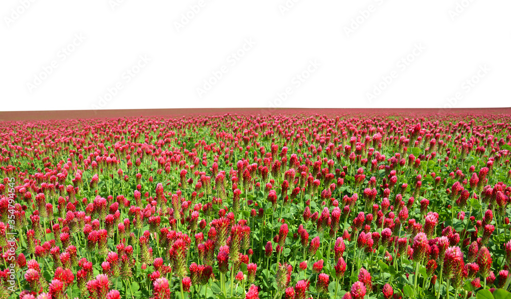 Field of flowering crimson clovers (Trifolium incarnatum) isolated on white background.