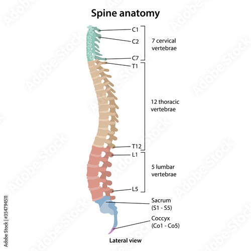 Anatomy of human vertebral column with main parts description. Medical vector illustration in flat style is isolated on white background