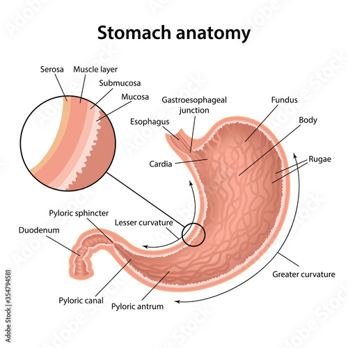 Anatomy of the human stomach and his shell structure with description of the corresponding internal parts. Sagittal section. Anatomical vector illustration isolated over white background. photo