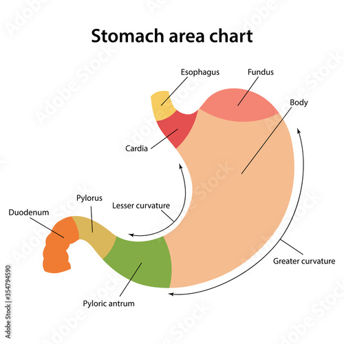Diagram of human stomach segments with main parts colored and labeled. Medical vector illustration in flat style isolated on white background photo