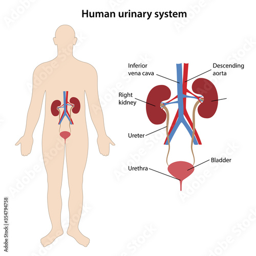 Diagram of human urinary system with main parts labeled. The location of the urinary system in the human body. Medical vector illustration in flat style on white background.