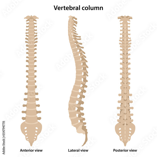 Human vertebral column in front, profile and back. Medical vector illustration in flat style is isolated on white background