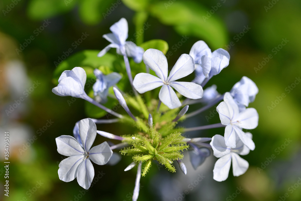 Cape Leadwort flower (Plumbago auriculata), plant native to South Africa. Cape Leadwort flower (Plumbago auriculata), plant native to South Africa.
