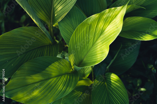 Close-Up Of Dark green leaves