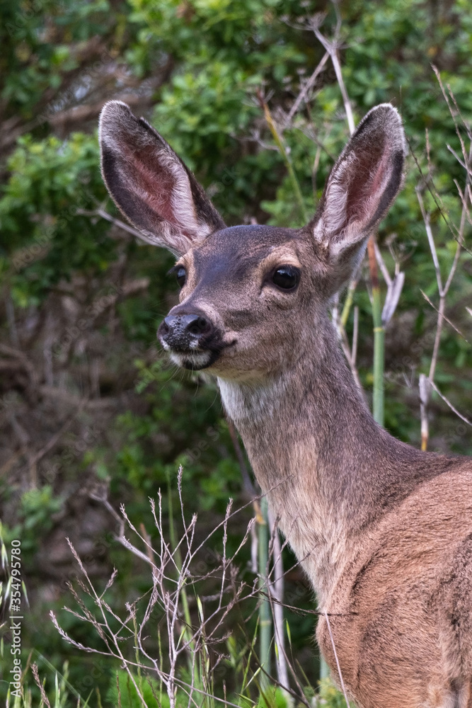 Fototapeta premium white-tailed deer portrait