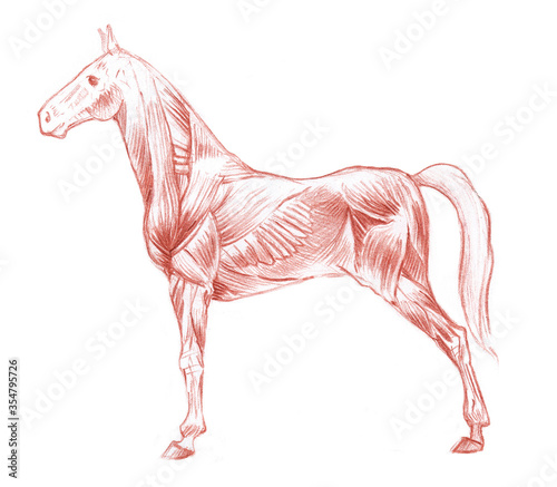 Anatomical sketch of horse s muscular system on white background