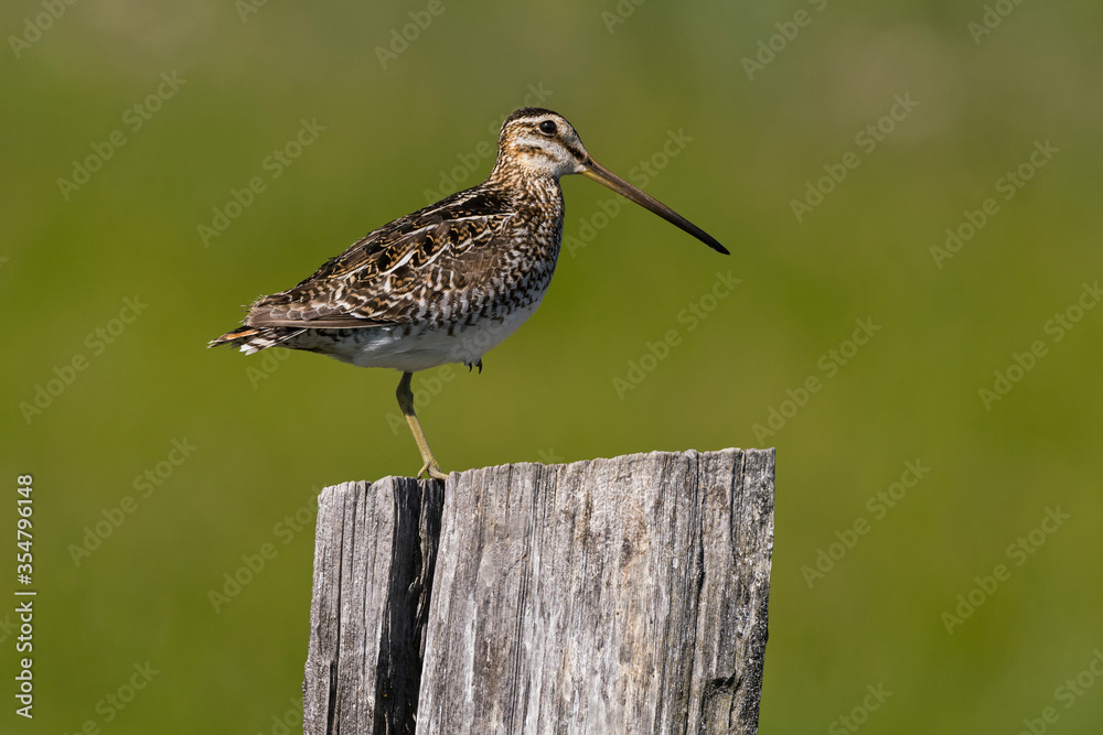 Wilson's Snipe standing on one leg on a fence