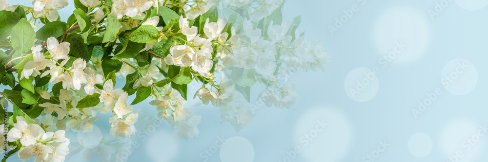 Obraz premium Blooming jasmine branch on a blue background with bokeh and copy space. Banner, panorama