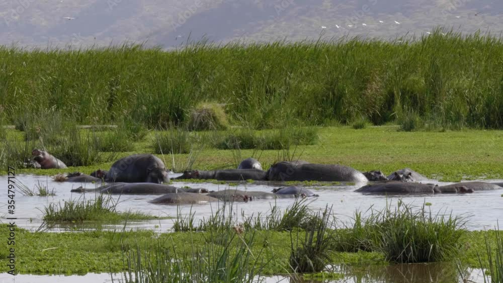 Telephoto shot of hippopotamus bathing in the waters of Lake Manyara National Park in Tanzania, Africa with flocks of birds flying into frame and mountains in the background Telephoto shot of hippopotamus bathing in the waters of Lake Manyara National Park in Tanzania, Africa with flocks of birds flying into frame and mountains in the background