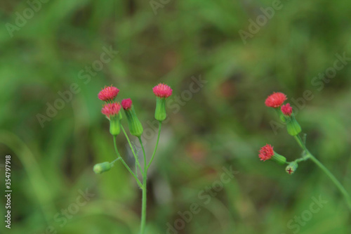 Serralinha - Emilia sonchifolia - Little Flower