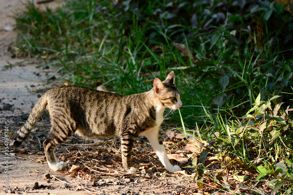 Cat walking
Cat walking