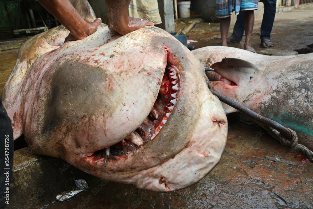 Obraz premium Hunters are killing sharks in the sea. Sharks are becoming extinct