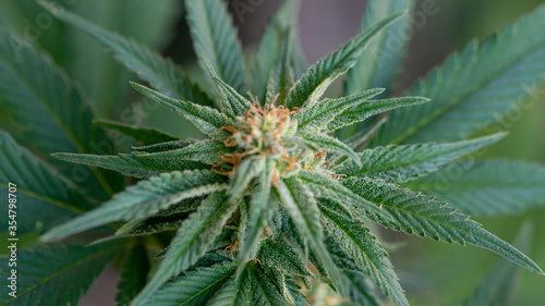 Cannabis Marijuana Weed Bud indoor Indica Mody Dick Macro Close Up