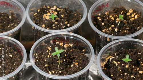 Small marijuana plant growing indoors with led lights, feminized mango seed