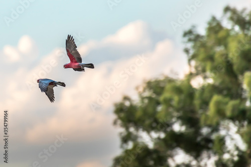 Photography Colorful parrots flying in Victoria, Australia at a cloudy day in summer