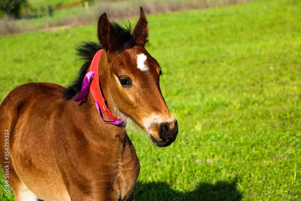 Obraz premium young thoroughbred brown foal walks and plays on green pasture. Little stallion frolic and eat grass on spring meadow, on bright sunny day.