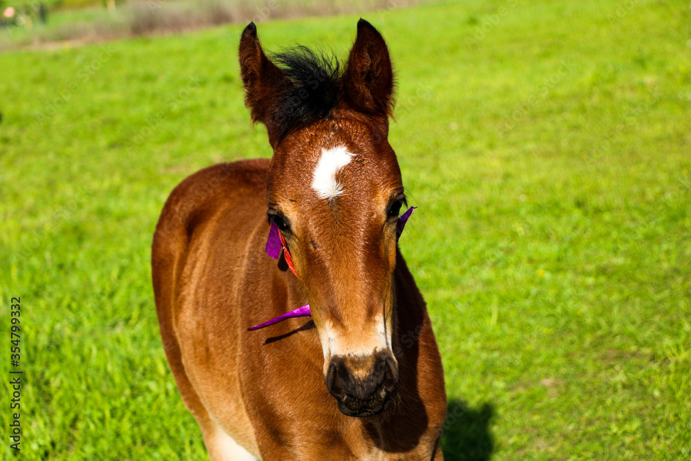 young thoroughbred brown foal walks and plays on  green pasture. Little stallion frolic and eat grass on  spring meadow, on bright sunny day.