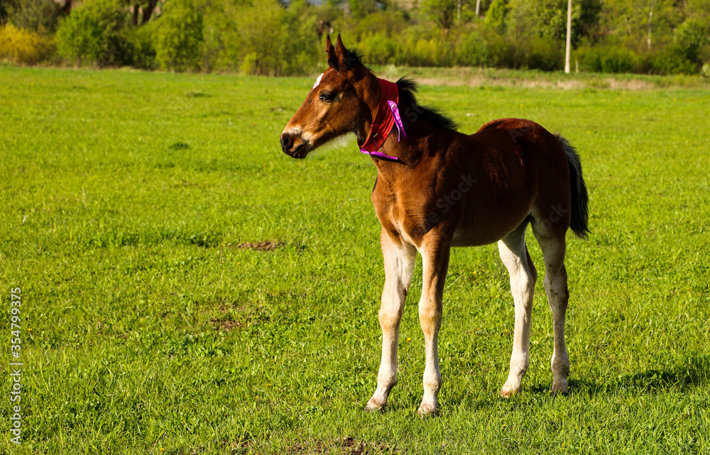 young thoroughbred brown foal walks and plays on green pasture. Little stallion frolic and eat grass on spring meadow, on bright sunny day. young thoroughbred brown foal walks and plays on green pasture. Little stallion frolic and eat grass on spring meadow, on bright sunny day.