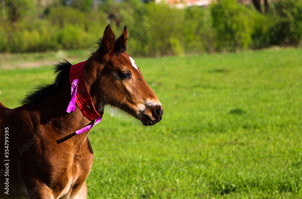 young thoroughbred brown foal walks and plays on green pasture. Little stallion frolic and eat grass on spring meadow, on bright sunny day. young thoroughbred brown foal walks and plays on green pasture. Little stallion frolic and eat grass on spring meadow, on bright sunny day.