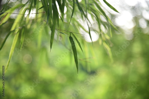 green bamboo forest