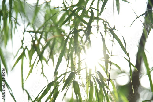 green bamboo on sky background