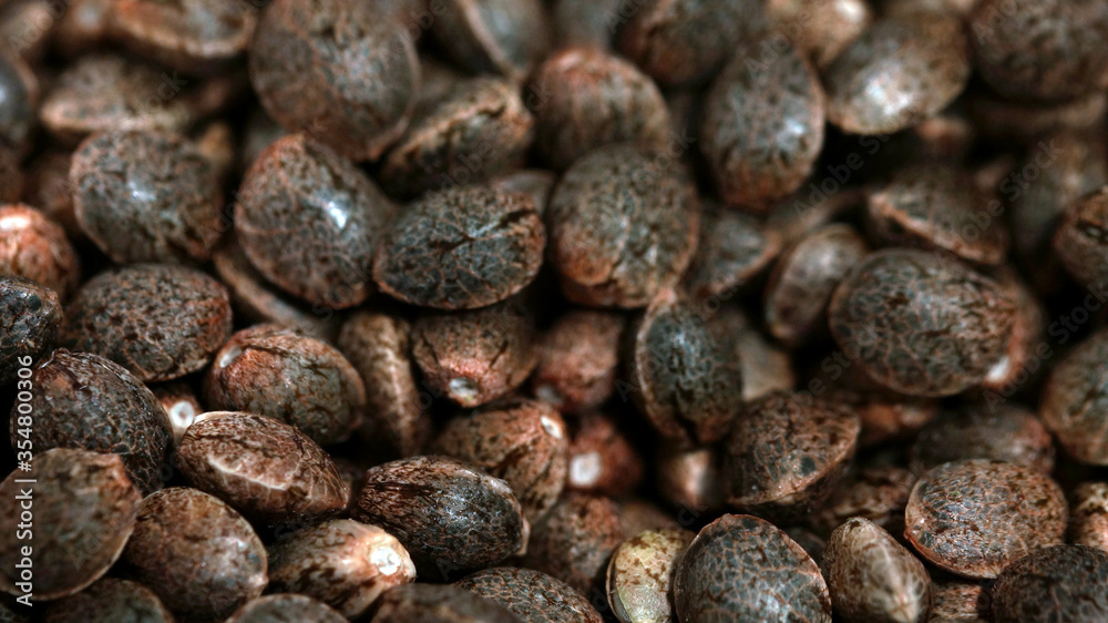 Feminized marijuana cannabis Weed seeds macro close up Feminized marijuana cannabis Weed seeds macro close up