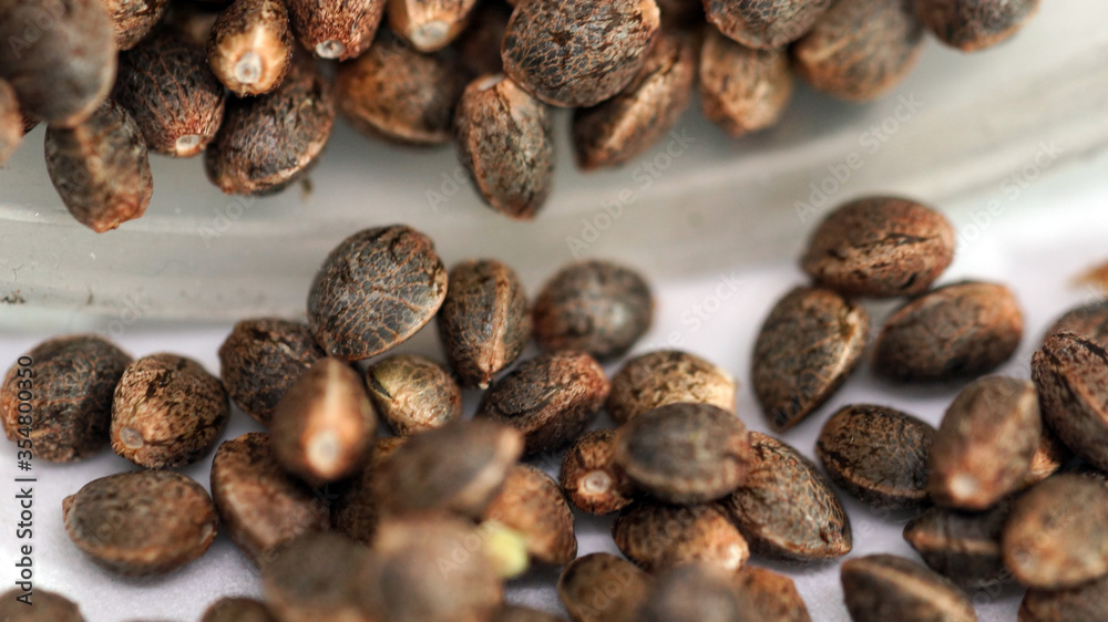 Feminized marijuana cannabis Weed seeds macro close up Feminized marijuana cannabis Weed seeds macro close up