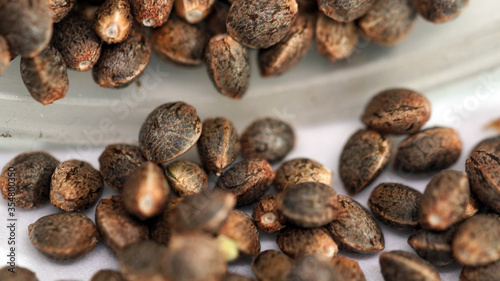 Feminized marijuana cannabis Weed  seeds macro close up