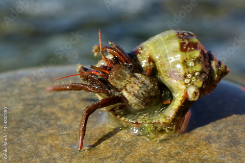 hermit crab always carries her house with her. He does not need to think where to sleep or where to hide.