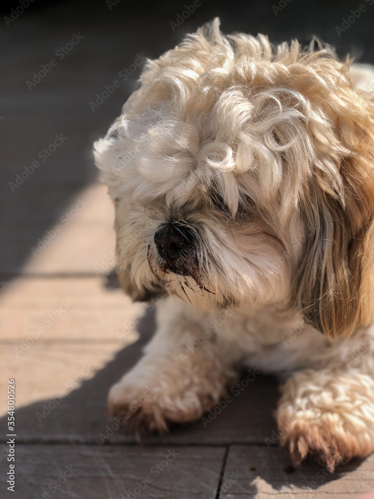 Female Lhasa Apso Laying on Deck with Muddy Face