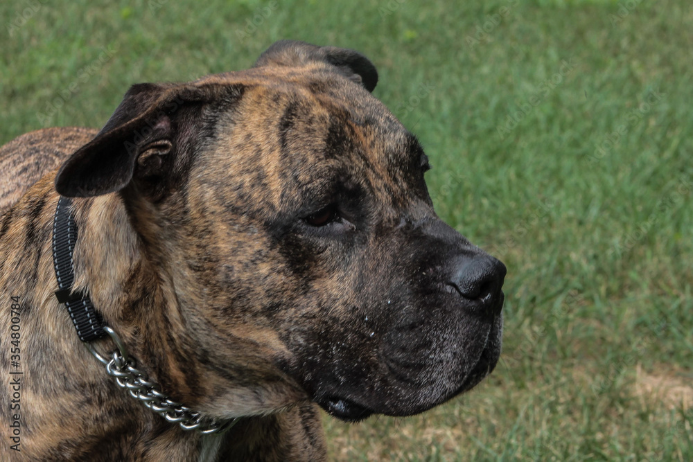 Closeup of Pit Mastiff Laying in Grass Closeup of Pit Mastiff Laying in Grass